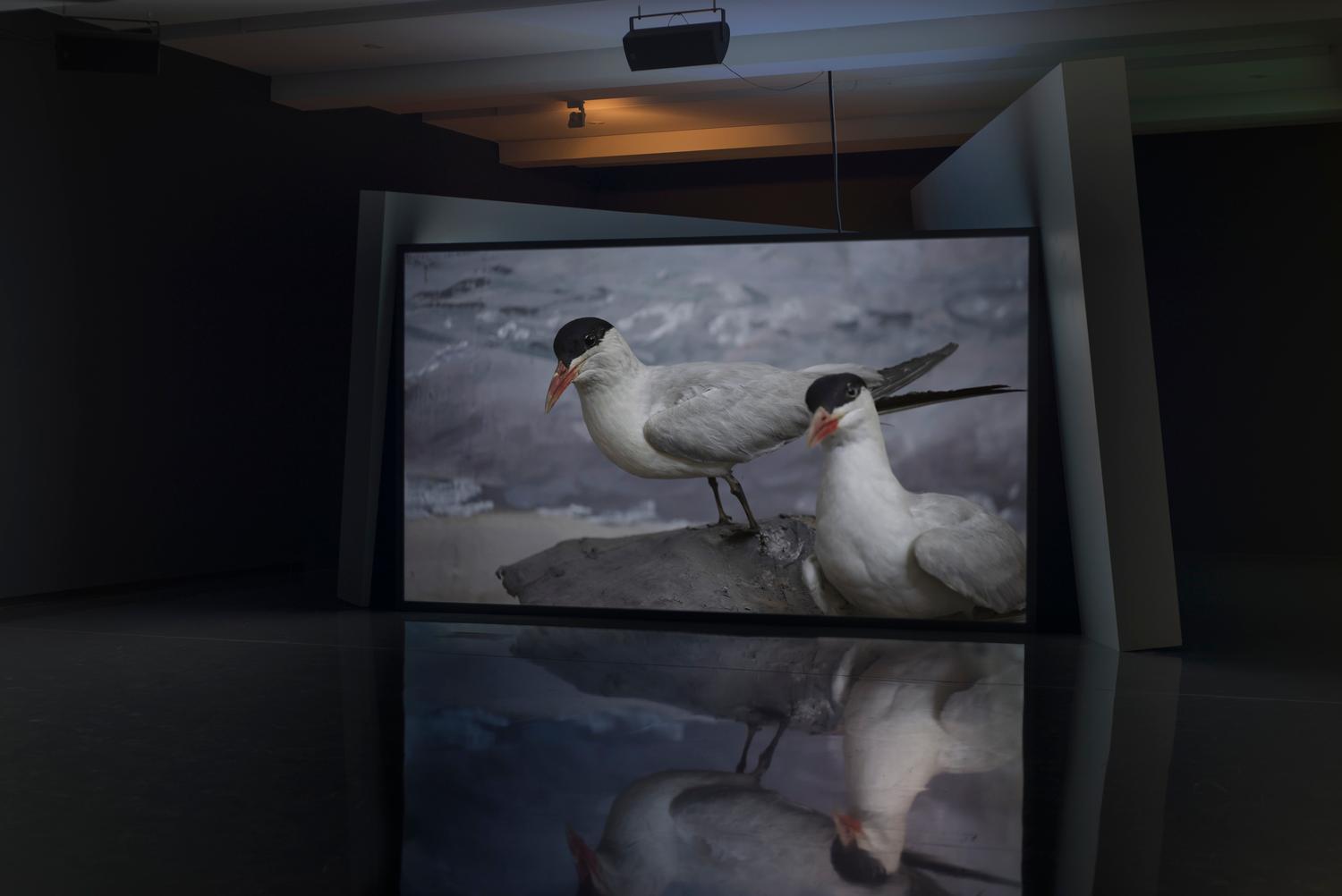 Jielemeguvvie guvvie sjisjnjeli (Film inside an image) by Gerard Byrne